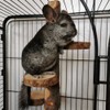 Chinchilla Large Hanging Wooden Rotating Platform - Small Animal Natural