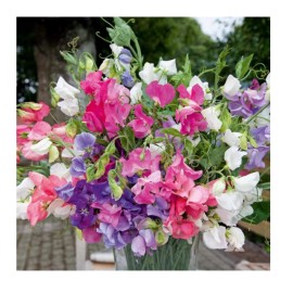 Honest Seed Co. Dwarf Sweet Pea Bijou Mix Seeds | Non-GMO Annual Flower Seeds in BULK - 100+