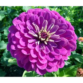 100 Purple Prince Zinnia Seeds for Planting 1+ Grams of Seeds Non GMO Heirloom USA Harvested pollinator bee Butterfly