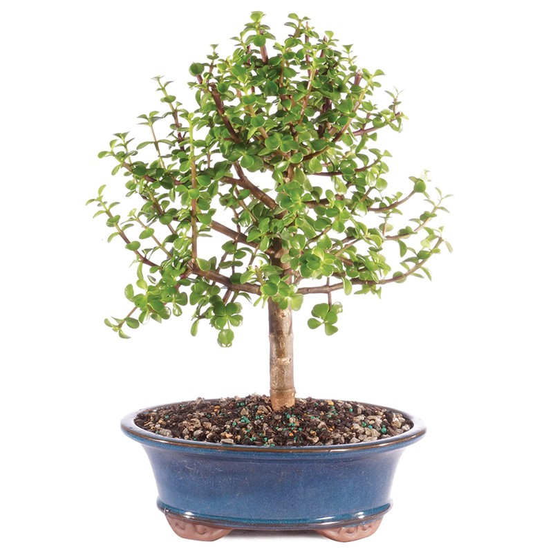 Brussel's Bonsai - Live Dwarf Jade Bonsai Tree in a