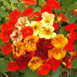 Organic Nasturtium Jewel Mix Seed 1 Oz ~198 Seeds – Vibrant Edible Flowers & Lush Foliage – Fast-Growing, Easy to Maintain – Attracts Pollinators – Gardens, Containers & Companion Planting