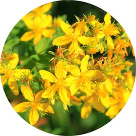 Living Libations Saint Johnswort Carrier Oil, 30ml