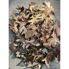 Real Oak Leaves Dried 2 Gallon Bags Aquarium Terrarium Isopod Fish Reptile Frog