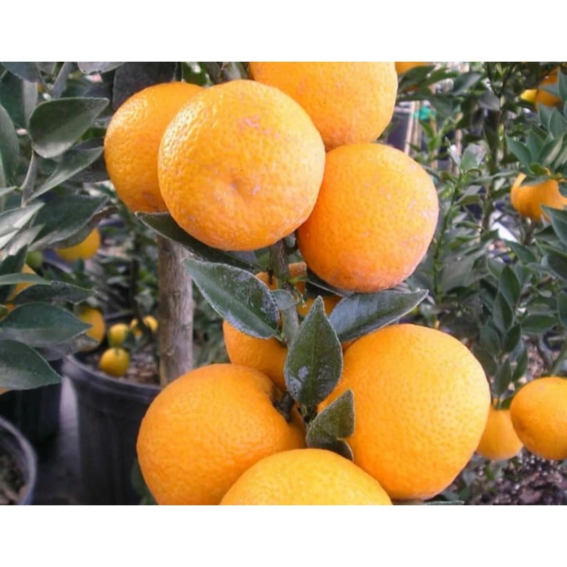 Mightyoaktreenursery.com Myrtle Leaf Orange 14-20” tall (Citrus myrtifolia) Chinotto 2.5"