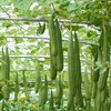 Outsidepride Luffa - 100 Seeds