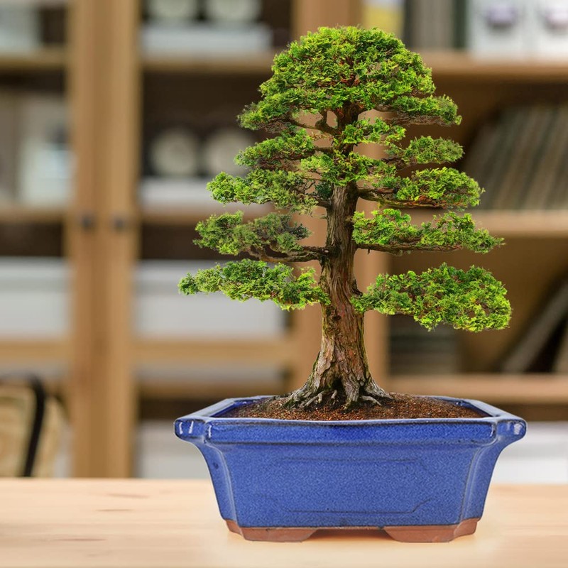 MUZHI 3 Pack Ceramic Rectangular Bonsai Tree Planter Pot Set