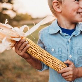 Greenfield Dent Corn - 50 Seeds - Open Pollinated Field Corn, Improved Yellow OP Variety, Non-GMO, Heirloom Yellow Dent Corn Seeds for Planting in The Home Garden, Thresh Seed Company