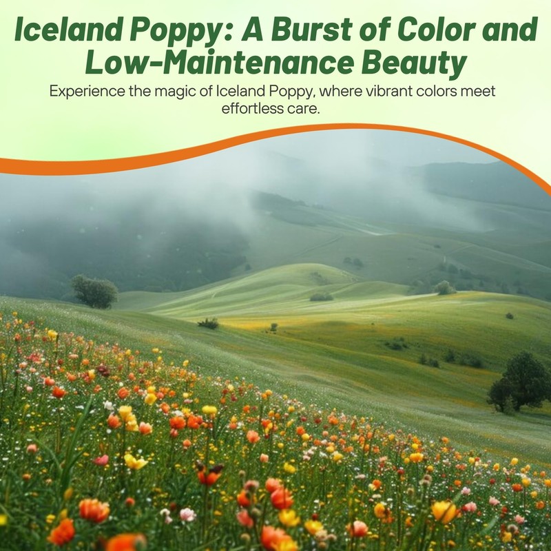 Outsidepride Iceland Poppy Seeds for Planting Outdoors - 1/2 Lb.
