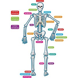 Teacher Created Resources Human Skeleton Magnetic Accents, Multi, "33"" x 10"" x 9.1"""