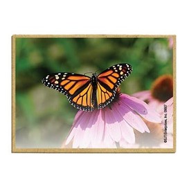 Wildlife Photography Magnet Series – Monarch Butterfly on Flower Rustic Nature Photography Magnets for Fridge, Office, Cooler, Cabin Decor 2.5 x 3.5 inch (SJT09607)