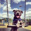 EzyDog Quick Fit Dog Harness | Dog Harness Small, Medium,