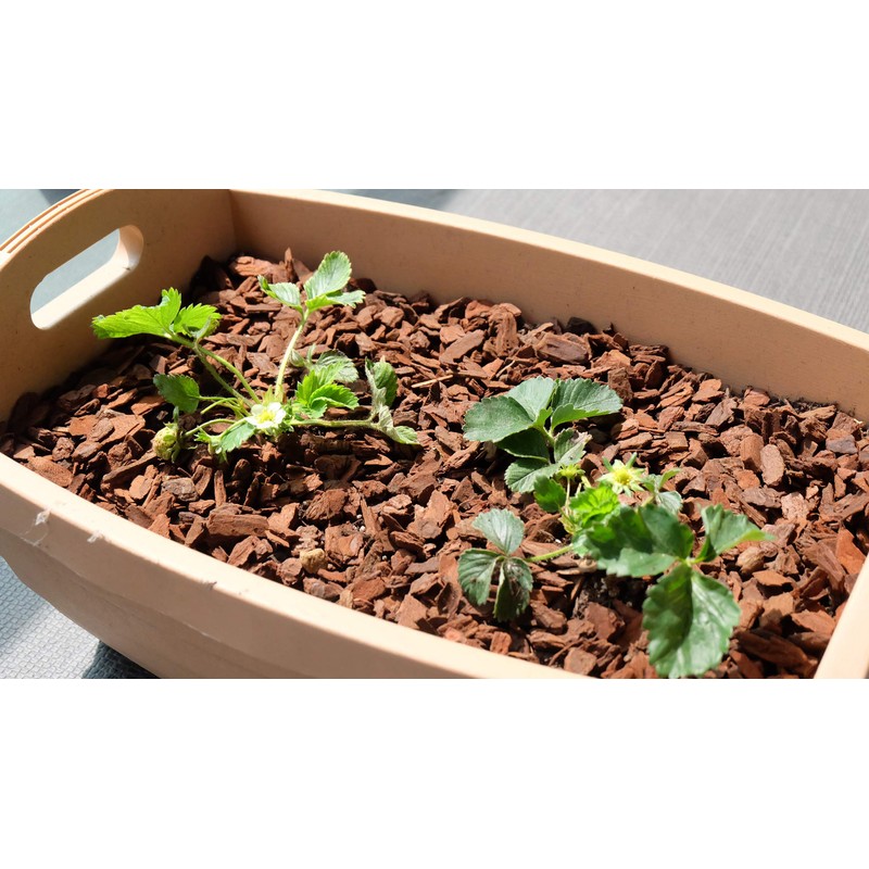 Hanagokoro Mulching Container Guard S 3L