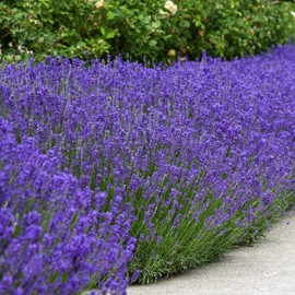 2000+ PCS Premium English Lavender Seeds Non-GMO Herb Seeds Wildflower Seed for Planting Indoor Outdoor High Germination Plant Flower Seeds