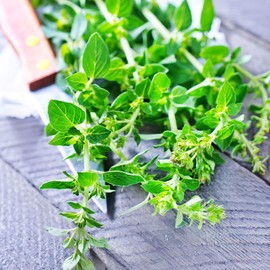 Thyme Seeds - French - 500 Mg ~300 Seeds - Thymus vulgaris spp - Culinary Herb Gardening Seeds - Non-GMO, Heirloom, Open Pollinated, Perennial