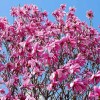 No Brand 2 Ann Magnolia Trees/Shrubs - Live Plants -