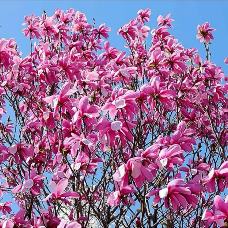 No Brand 2 Ann Magnolia Trees/Shrubs - Live Plants -