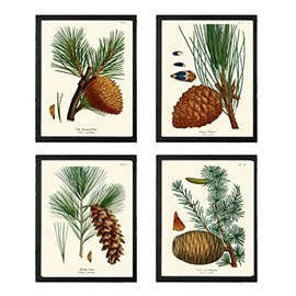 Botanical Print Set of 4 Antique Beautiful Redoute Pinecones Pine Tree Green Forest Nature Home Room Decor Wall Art Unframed