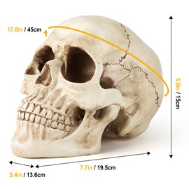 SHUS LIVE Skull Decor, Premium Resin Realistic Skeleton Head Statue for Halloween, Fake Human Bone Skull Model for Halloween Decoration, Home Bookshelf, Table, Party Display