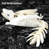 Feathered Wyvern Dragon, 3D Printed Dragon, Articulated Dragon, Fidget Dragons,