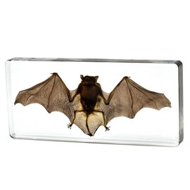 Taxidermy Bat, L Size Real Insect Bat Specimens in Resin for Closer-Look & Study in Safe Healthy Manner, for Preschool Classroom, Home Office Decor Display (L: 5.5x2.5x0.8-inch)