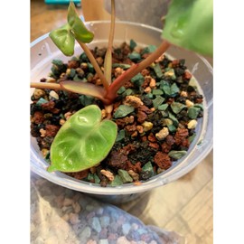 45lb Mix Lava Rocks for Plants in Door -Gravel Pebbles for Bonsai Succulent Cactus Potting Soil and Vase Fillers, Fairy Gardening,Top Dressing