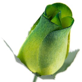 Green Roses with Dark Green Tips Bunch of 8 Closed Bud Wooden Roses for Crafts Custom Bouquets and Other DIY Projects. Choose Form Over 60 Colors.