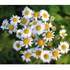 FUN AND GROW SEEDS: Seeds German Chamomile Non GMO Heirloom