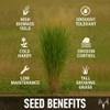 Crooked Bend BigAzz Switchgrass Seed, Bulk RC Big Rock Variety,