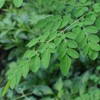 Moringa morningga powder powder MORINGA leaf extract Moringa powder 500g