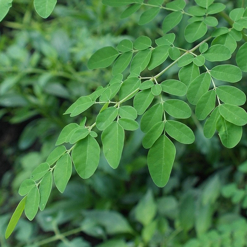 Moringa morningga powder powder MORINGA leaf extract Moringa powder 500g