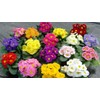 22Day Seeds: Seeds Evening Primrose Garden Mix/Primula/Perennial Flowers