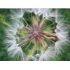 False Dandelion (250 Seeds)