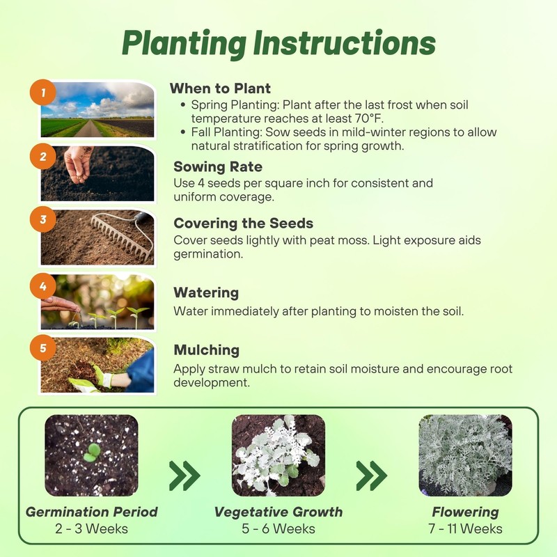 Outsidepride Dusty Miller Flower Seeds - 10,000 Pcs Annual, Beautiful