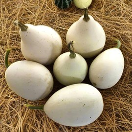 TomorrowSeeds - Ozark Nest Egg Ornamental Gourd Seeds - 30+ Count - for 2026 Planting Dragon Eggs Cucumber Ozarkana Gourds Mini Pumpkin Fall Baby Little Boo Crafting Garden Green Grow Your Own Home