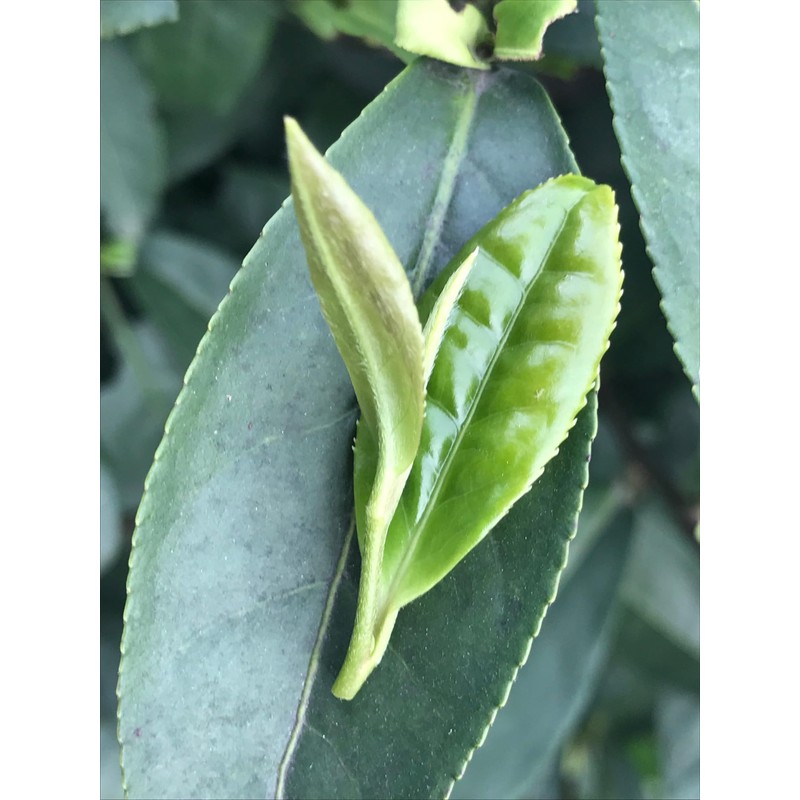 Silk Road Teas, Organic Jasmine Silver Tip Green Tea, Loose