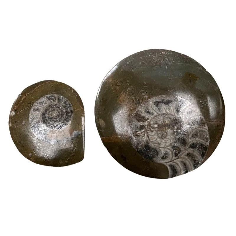 VIE Goniatite Buttons, Standard, 5-9cm