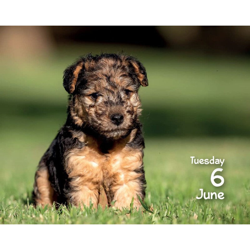 2023 Puppies Mini Box Calendar