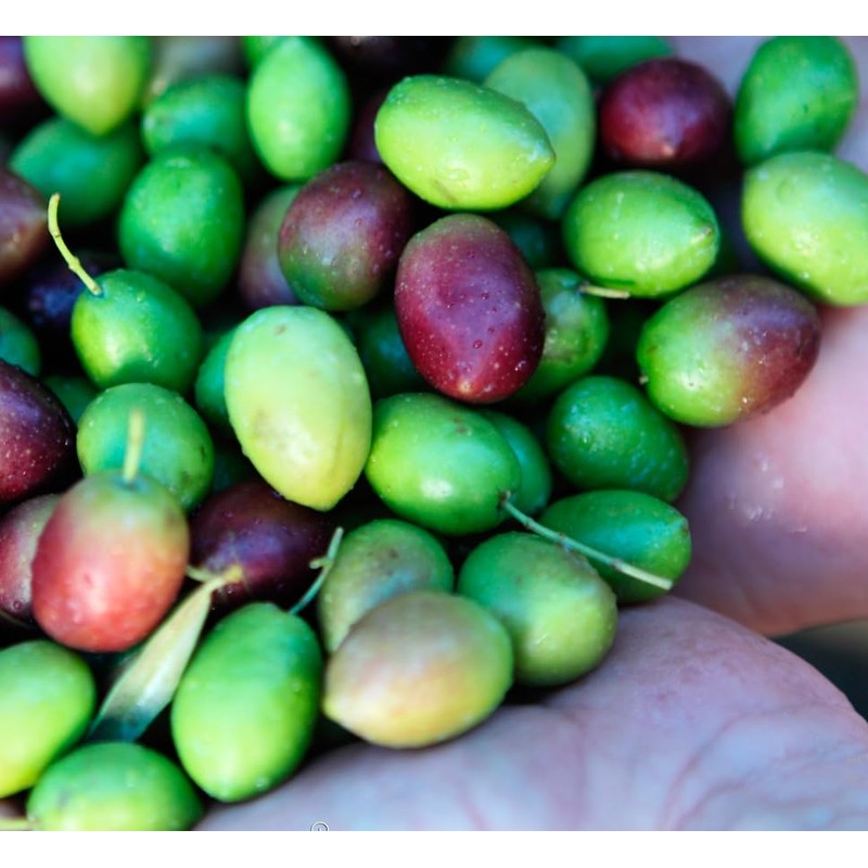 Oro Bailén - Olive oil Bailén Galgón 99 SL