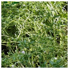 Everwilde Farms - 2000 Summer Savory Herb Seeds - Gold Vault Jumbo Seed Packet