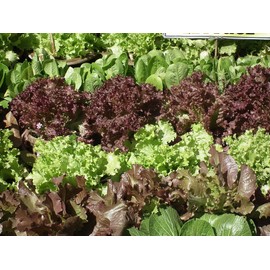 Liliana's Garden Lettuce Seeds - Mixed Lettuce and Greens - Heirloom Varieties