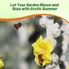 Outsidepride Arctic Summer Mullein Seeds for Planting - 250 Pcs