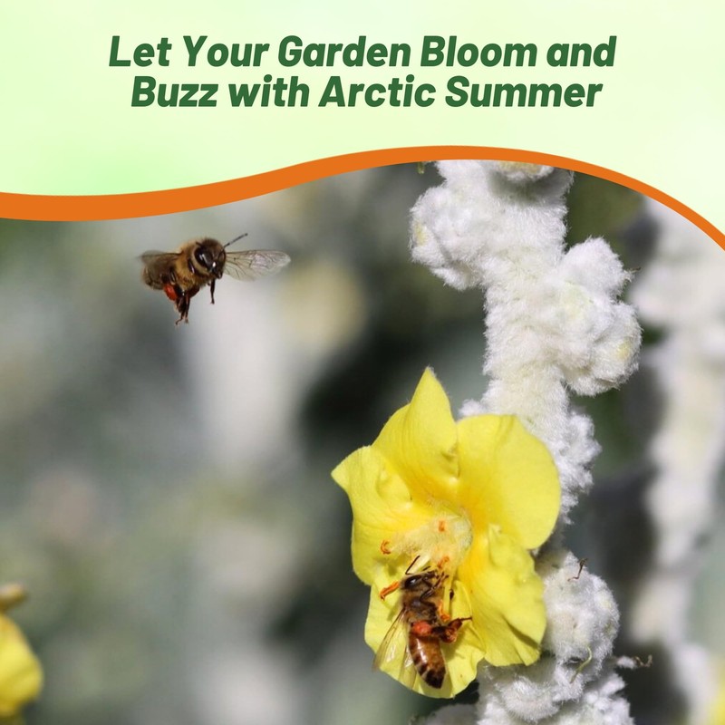 Outsidepride Arctic Summer Mullein Seeds for Planting - 250 Pcs