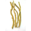 Willow 50 Fresh Corkscrew Willow Cuttings 8-12”