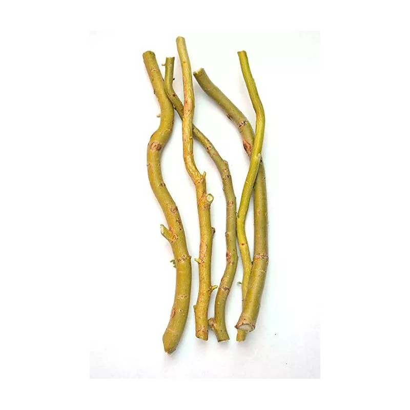 Willow 50 Fresh Corkscrew Willow Cuttings 8-12”