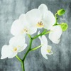 20 Napkins White Orchid as Table Decoration for Spring, Summer and Autumn 33 x 33 cm