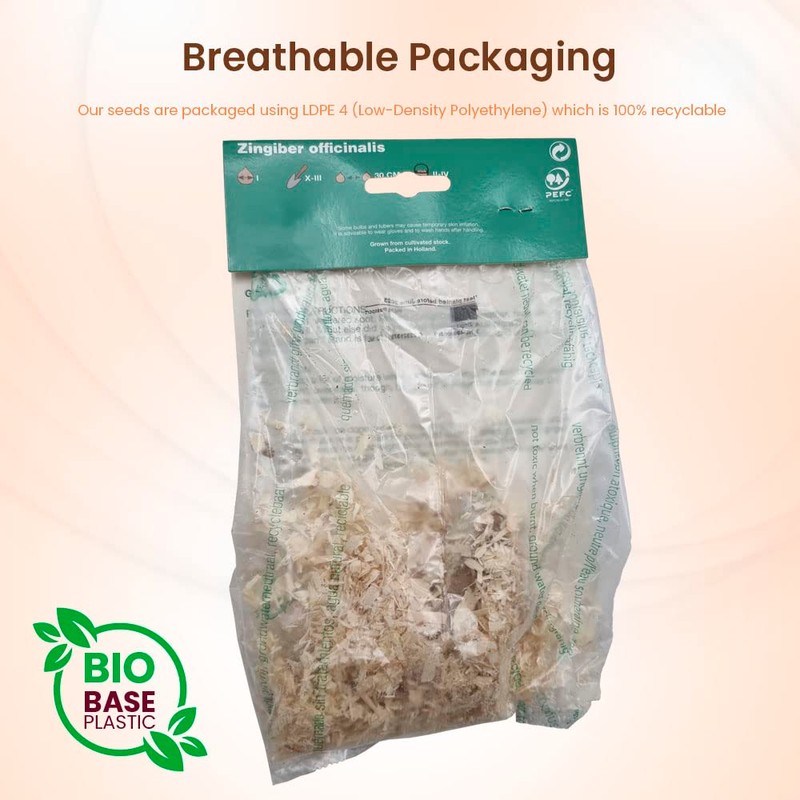 1 x Ginger Zingiber Officinalis - A Very Popular Spice