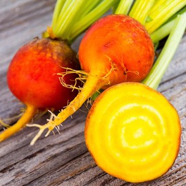 TomorrowSeeds - Golden Beet Seeds - 100+ Count - for 2025 Planting Yellow Beets Orange Beetroot Gold Sunset Turnips Detroit Non-GMO Heirloom Root Vegetable Grow Your Own Home Farm Patio Healthy