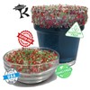 Snowy River Holiday Cocktail Sugar - Kosher All Natural Festive