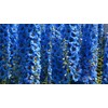 KIRA SEEDS - Seeds Blue Tall Delphinium - Annual Flowers