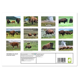 TATONKA The North American bison (Monthly Wall Calendar 2025 11.7" x 16.5" (open)), CALVENDO 14 Month Calendar